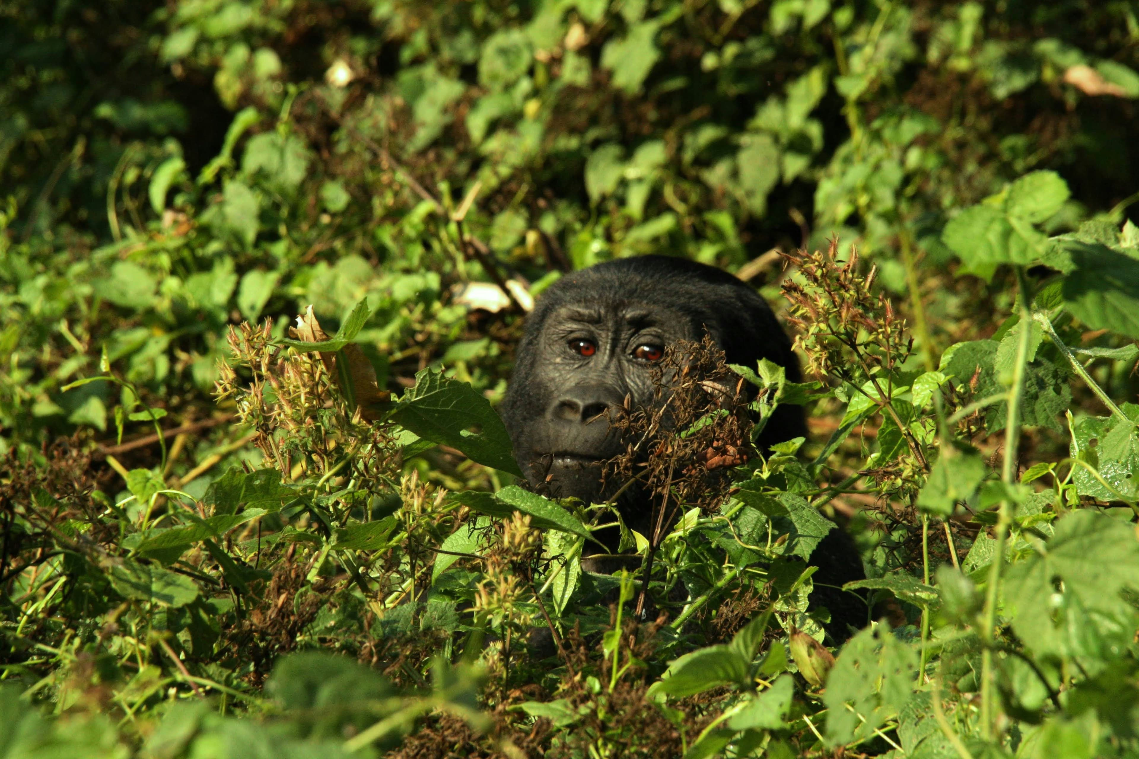 Bwindi Impenetrable Forest, Uganda